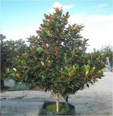 Magnolia Little Gem Good For Near The Pool Offers Dense Magnolia Trees Little Gem Magnolia Tree Magnolia Tree Landscaping