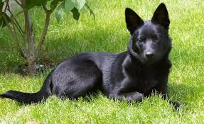 Black And Tan Kelpie Lab Mix Kelpie Australien Pet Dogs Animal Lover Dogs