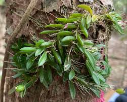 Image result for Bulbophyllum sandersonii