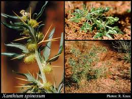 Image result for Xanthium spinosum