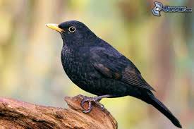 Pin Von Kathleen Faith Marsden Auf Tiere Amsel Bunte Vogel Tiere Und Vogel