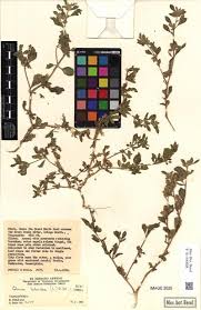 Image result for Agelanthus tanganyikae