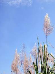 Maybe you would like to learn more about one of these? Kembang Tebu By Saint 27 On Deviantart