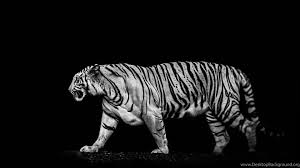 Here you can find only the best high quality wallpapers, widescreen, images, photos, pictures, backgrounds of white tiger. Black And White Tiger Wallpaper Images 3840x2160 Download Hd Wallpaper Wallpapertip