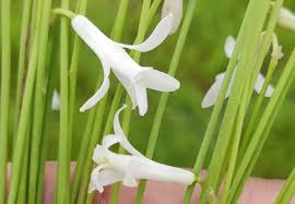 Image result for Dipcadi