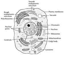 Lakhmir singh science class 8 solutions chapter 8 cell structure and. Draw A Diagram Of An Animal Cell And Label At Least Eight Organelles In It