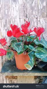 Image result for Cyclamen parviflorum