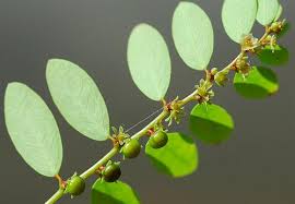 Image result for Phyllanthus