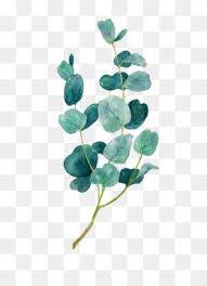 Watercolor hand painted leaves frame. Eucalyptus Png Free Download Leaf Branch Leaf Eucalyptus Flower Gum Trees