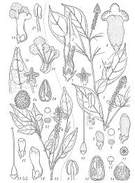 Image result for Thomandersia