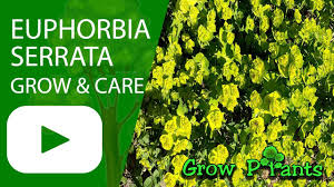 Image result for Euphorbia serratifolia
