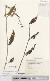 Image result for Sarcophrynium prionogonium