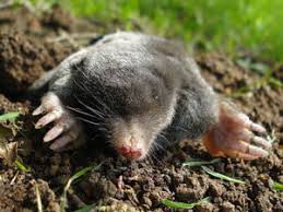 Keep reading for insights on mole killer worms, mole poison pellets, mole control products and of course, the best mole poison. We Have Scientific Solutions For Your Garden Mole Problems
