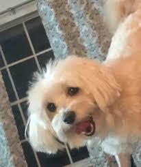 Say hello to Chloe, Toby & Milo! 🐶🐾🦴