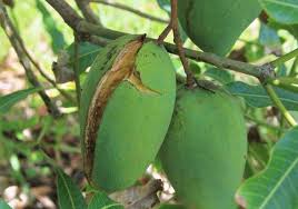 Gambar mewarnai buah apel cocok untuk tk dan paud source. 78 Gambar Apel Berulat Paling Hist Gambar Pixabay