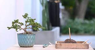 Check spelling or type a new query. Can You Use Bonsai Soil For Succulents Ultimate Guide Today S Gardener