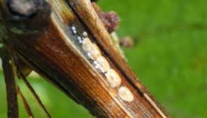 20), banning the exit of fruits from the postharvest diseases due to latent infection the infected during growth with no symptoms at harvest. Pest Disease Management Archives Page 2 Of 10 American Vineyard Magazine