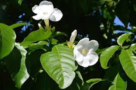 Image result for Tabernaemontana crassa