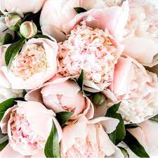We did not find results for: Pink Peony Fragrance Oil Bramble Berry