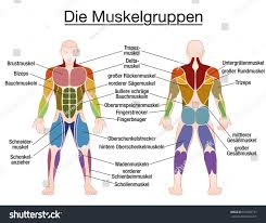 The anatomical position also referred to as the standard anatomical position, is the consistent position of the human body in which positional reference is made for anatomical nomenclature. Blank Human Terat