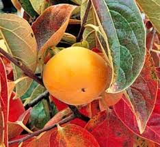 Image result for Ebenaceae