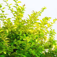 Image result for Ligustrum sinense