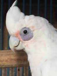 Goffin`s cockatoo , cacatua goffiniana, tanimbar cackatoo. Does The Bare Eyed Cockatoo Make A Good Pet Cockatiels As Pets