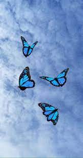 We did not find results for: Blue Butterfly Wallpaper Ixpap