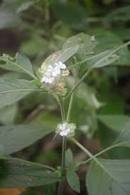 Image result for Phaulopsis imbricata