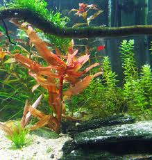 Image result for Nesaea crassicaulis