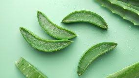 Image result for Aloe