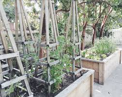 A tomato trellis is a large frame, set along a row of tomatoes, with vertical hanging twines for each plant. Around The House Raised Vegetable Beds Tomato Trellis My 100 Year Old Home