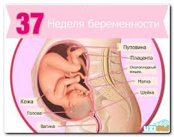 37 Nedelya Beremennosti Chto Proishodit Razmery I Sheveleniya Rebenka Oshusheniya Mamy Vozmozhnye Vydeleniya I Boli Sovety Ginekologa