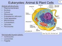 Check spelling or type a new query. A Tour Of The Cell Lecture 2 Part 1 Cell Theory Cells Are The Basic Unit Of Structure And Function The Lowest Level Of Structure That Can Perform All Ppt Download