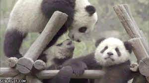 Animal Gifs Kissing Gifs Of Funny Animals Gifs Funny Animals Funny Gifs Cheezburger animal gifs kissing gifs of funny