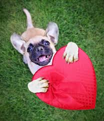The final verdict on french bulldog chihuahua mix dogs. 50 Adorable Puppies That Will Put A Smile On Your Face Mom Com