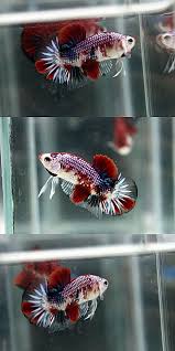 Koi Fantacy Hmpk From Somsak Bettafarm On Aquabid Betta Fish Care Koi Betta Betta Fish Types