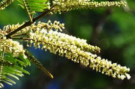 Image result for Acacia polyacantha