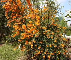 Image result for Berberis darwinii