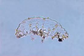 Tardigrades have the reputation for being nearly indestructible, surviving just about every extreme when they are inactive, they curl up to about half their normal size. Spaceil S Crashed Spacecraft Spilled Tardigrades On The Moon Wired