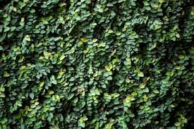 Image result for Ficus pygmaea