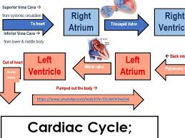 The Heart Cardiac Cycle Systole And Diastole Heart Stroke Arteries And Veins Resource Package