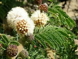 Image result for Veronica abyssinica