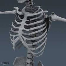 Human Skeleton Anatomy 3d Model Cgstudio Human Skeleton Anatomy Human Skeleton Skeleton Anatomy