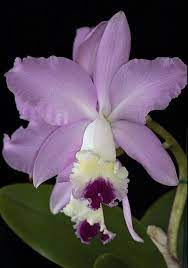 Cattyleya Orchid Sweet Sixteen Beautiful Orchids Orchid Flower Unusual Flowers