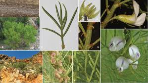 Image result for Psoralea