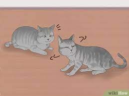 These attacks can be systematic: 3 Ways To Know If Cats Are Playing Or Fighting Wikihow Pet