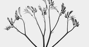 Kangaroo Paw Paw Art Paw Drawing Kangaroo Paw