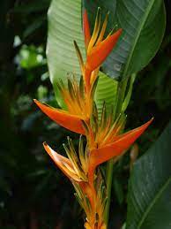 How To Grow False Bird Of Paradise Heliconia Care Guide Gardenisms