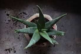Check out the incredible health benefits that can be expected from aloe vera. Diy How To Care For Aloe Vera The Plant Of Immortality Gardenista